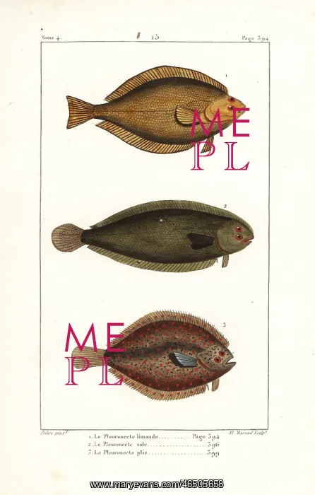 : Common dab, sole and European plaice : Common dab, sole and European plaice