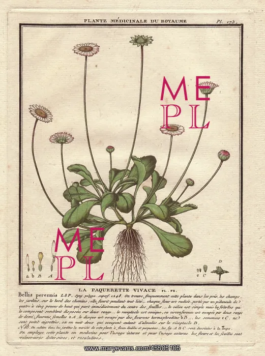 : Common daisy, Bellis perennis : Common daisy, Bellis perennis
