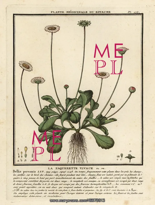 : Common daisy, Bellis perennis : Common daisy, Bellis perennis