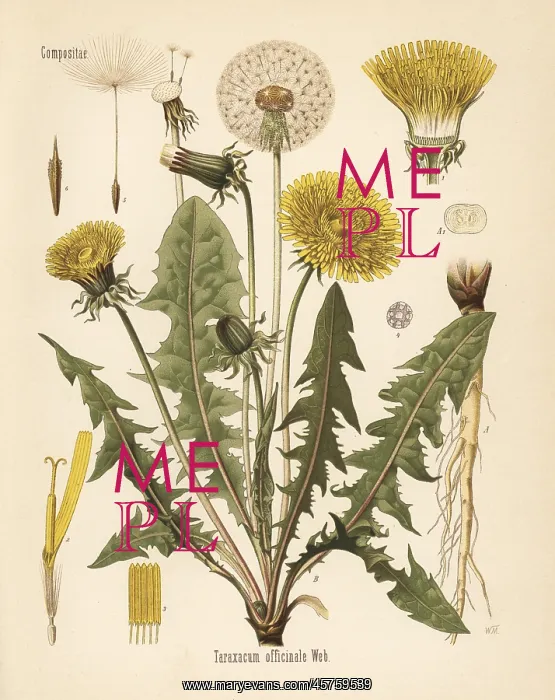 : Common dandelion, Taraxacum campylodes : Common dandelion, Taraxacum campylodes