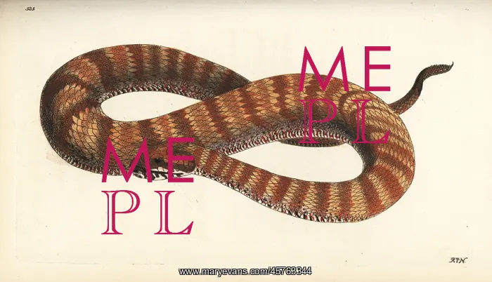 : Common death adder, Acanthophis antarctica : Common death adder, Acanthophis antarctica