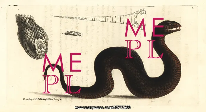 : Common death adder, Acanthopis antarcticus : Common death adder, Acanthopis antarcticus