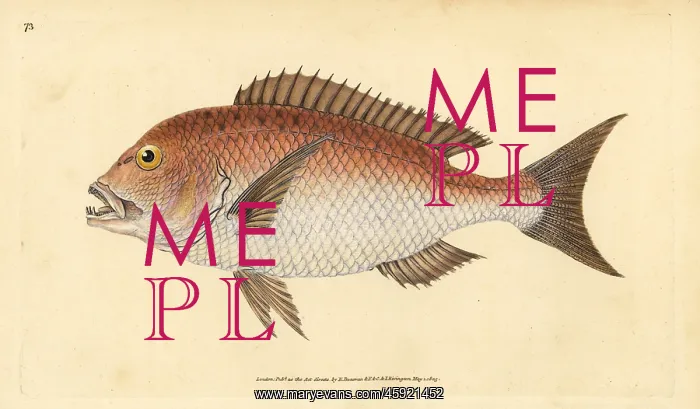 : Common dentex, Dentex dentex. Vulnerable : Common dentex, Dentex dentex. Vulnerable
