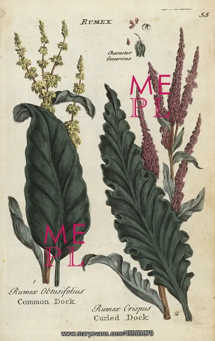 : Common dock, Rumex obtusifolius, and curled : Common dock, Rumex obtusifolius, and curled