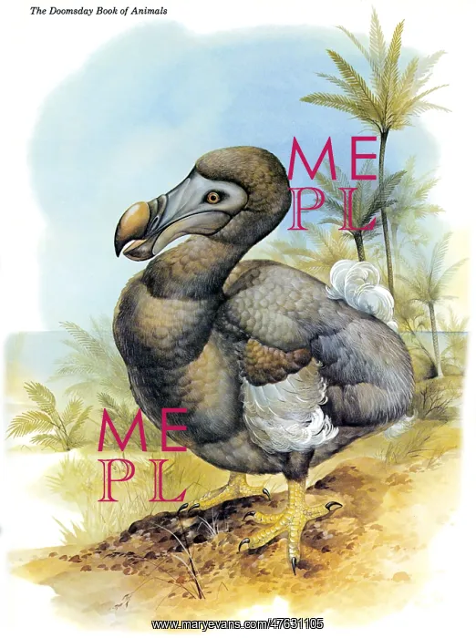 : Common Dodo : Common Dodo