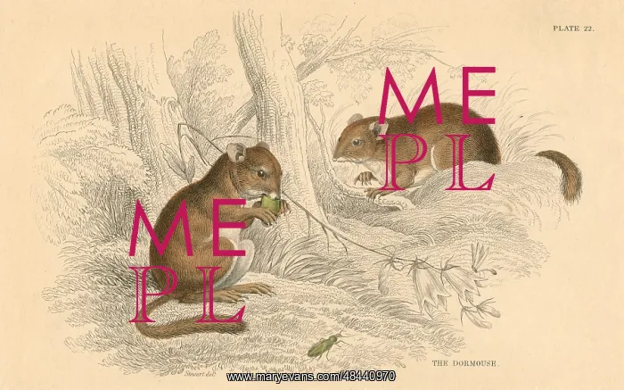 : Common Dormouse (Muscardinus arvellanarius), hibernating : Common Dormouse (Muscardinus arvellanarius), hibernating