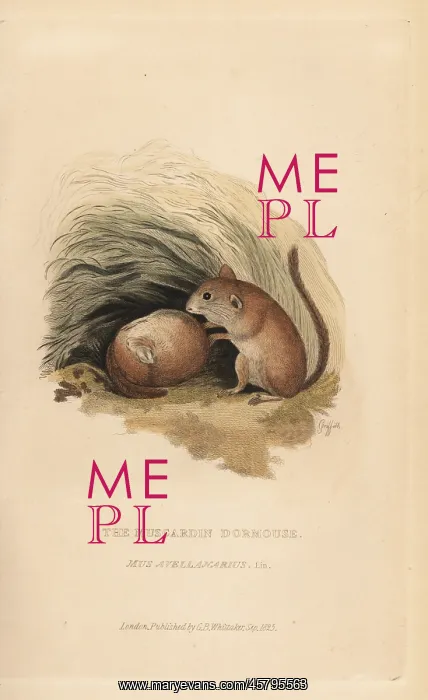 : Common dormouse, Muscardinus avellanarius : Common dormouse, Muscardinus avellanarius