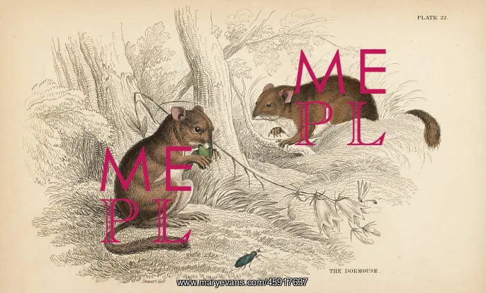 : Common dormouse, Muscardinus avellanarius : Common dormouse, Muscardinus avellanarius