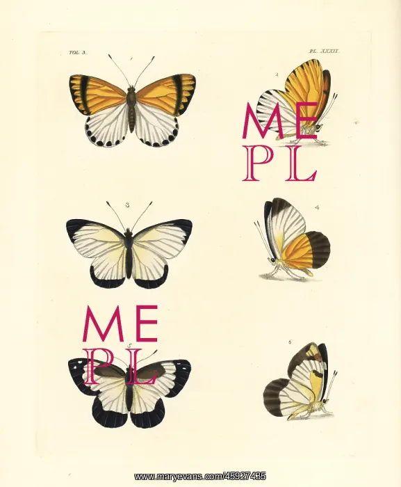 : Common dotted border, western dotted border : Common dotted border, western dotted border