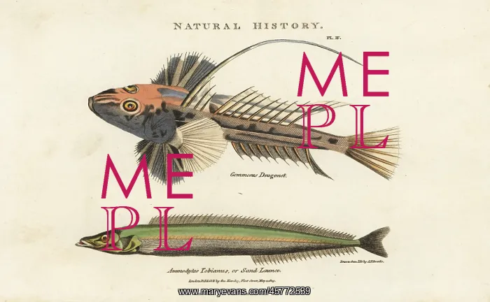 : Common dragonet, Callionymus lyra, and lesser : Common dragonet, Callionymus lyra, and lesser