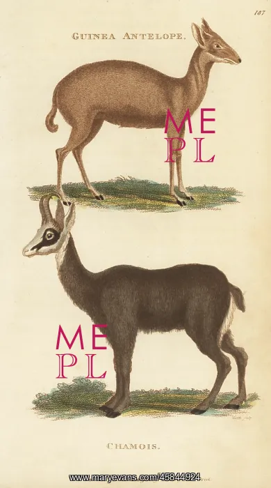 : Common duiker and Alpine chamois : Common duiker and Alpine chamois