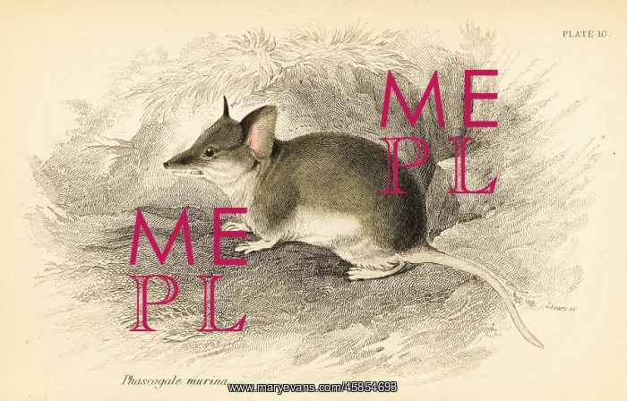 : Common dunnart, Sminthopsis murina : Common dunnart, Sminthopsis murina