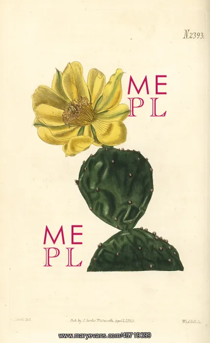 : Common dwarf Indian fig, Cactus opuntia : Common dwarf Indian fig, Cactus opuntia