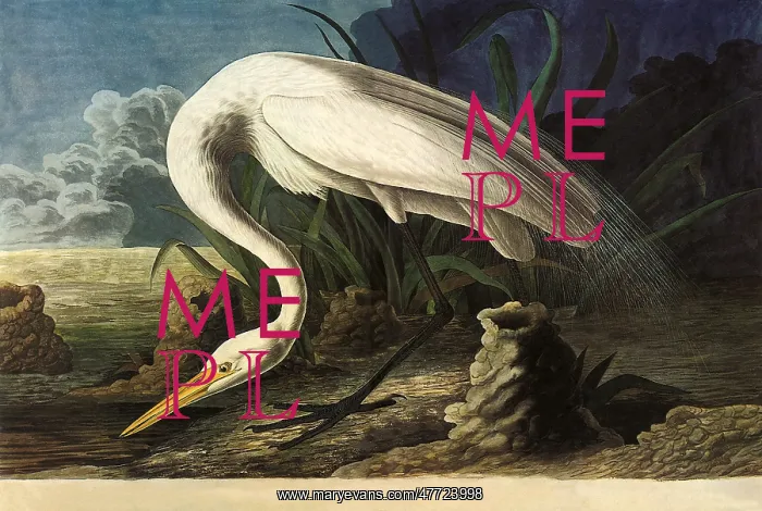  : Common Egret, Casmerodius albus
