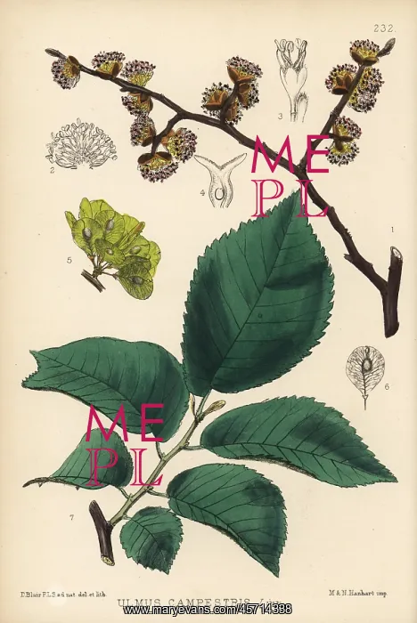 : Common elm, Ulmus campestris : Common elm, Ulmus campestris