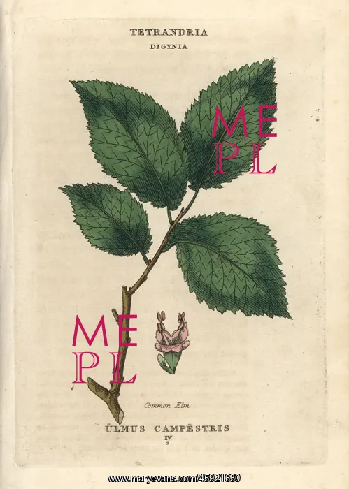 : Common elm, Ulmus glabra : Common elm, Ulmus glabra