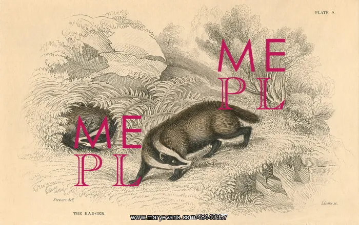 : Common or Eurasian Badger (Meles meles), mammal : Common or Eurasian Badger (Meles meles), mammal