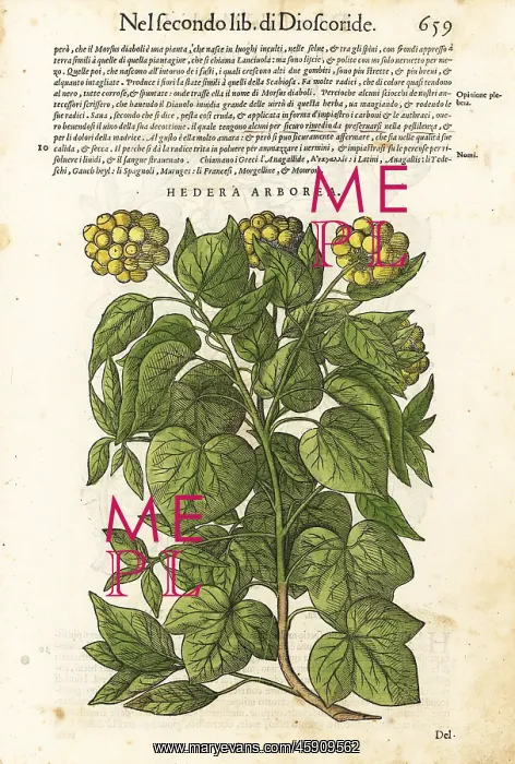 : Common or European ivy, Hedera helix : Common or European ivy, Hedera helix