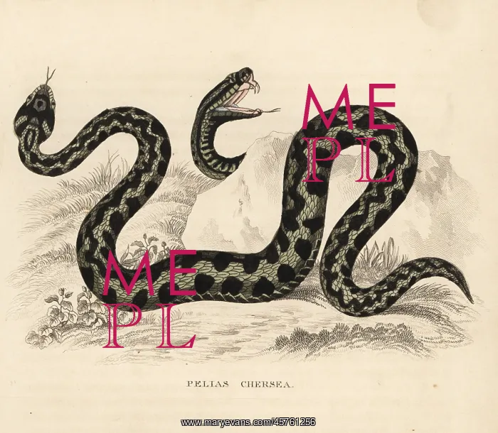 : Common European viper or adder, Vipera berus : Common European viper or adder, Vipera berus