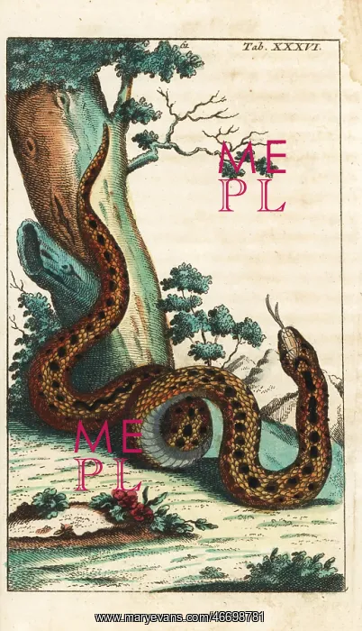 : Common European viper or adder, Vipera berus : Common European viper or adder, Vipera berus