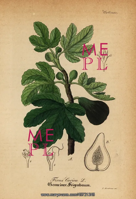 : Common fig, Ficus carica : Common fig, Ficus carica
