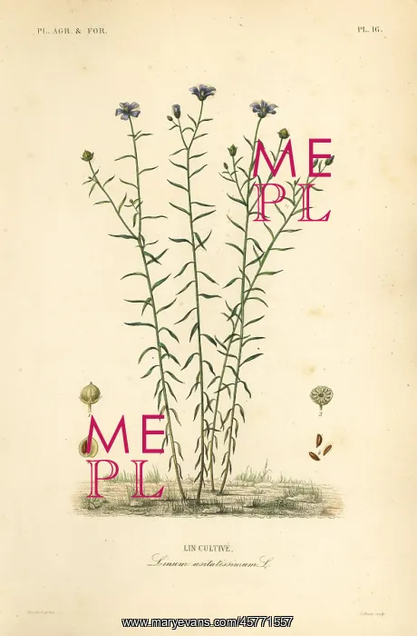: Common flax or linseed, Linum usitatissimum : Common flax or linseed, Linum usitatissimum