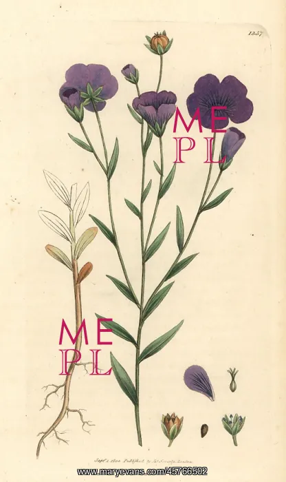 : Common flax, Linum usitatissimum : Common flax, Linum usitatissimum