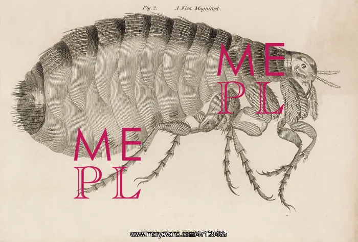  : Common flea