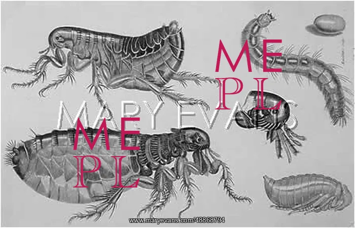  : Common flea