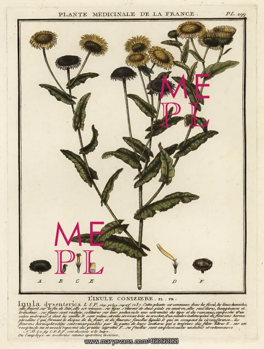 : Common fleabane, Pulicaria dysenterica : Common fleabane, Pulicaria dysenterica