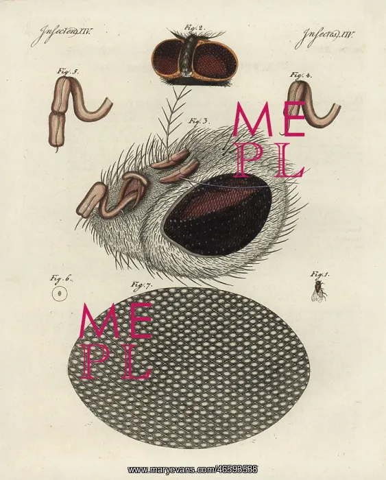 : Common fly, Musca domestica, head, proboscis and cornea : Common fly, Musca domestica, head, proboscis and cornea