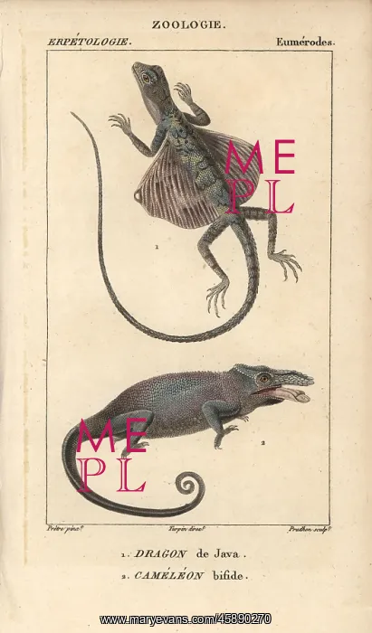 : Common flying dragon, Draco volans, and two-horned : Common flying dragon, Draco volans, and two-horned