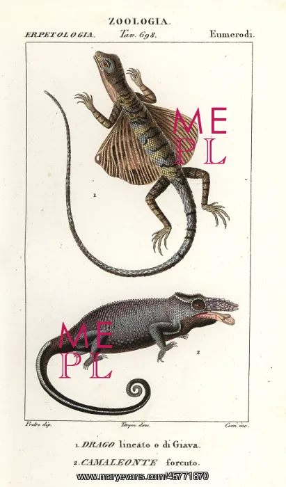 : Common flying dragon and two-horned chameleon : Common flying dragon and two-horned chameleon