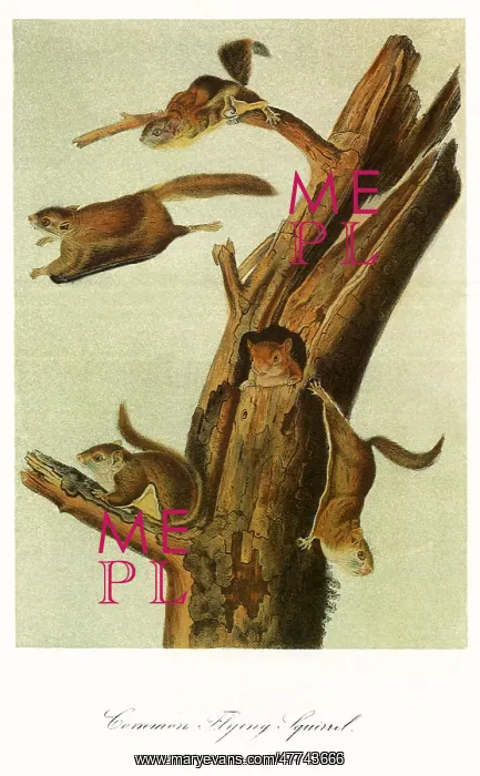  : Common Flying Squirrels