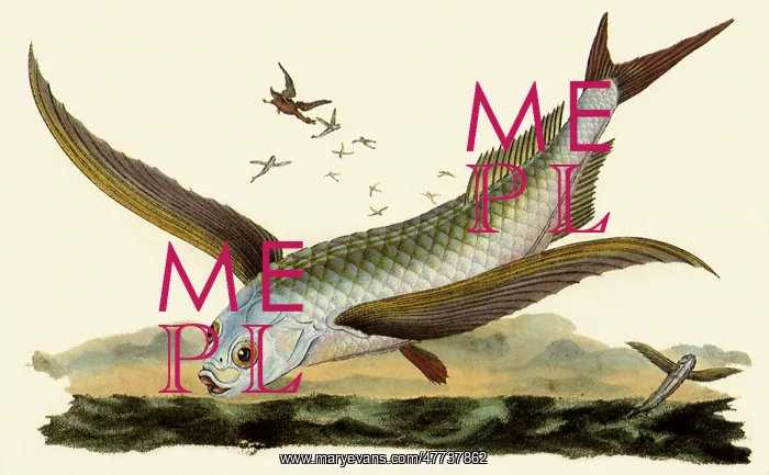  : Common Flyingfish, Exocoetus volitans