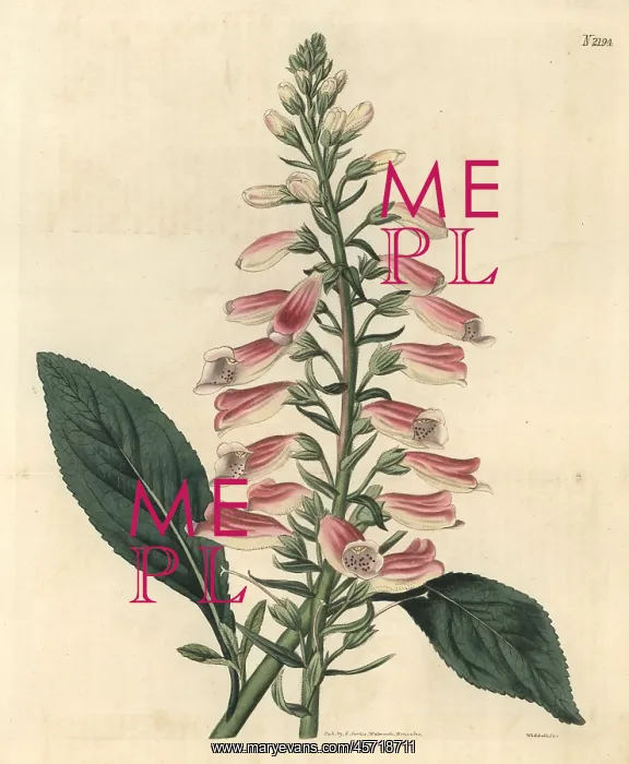 : Common foxglove, Digitalis purpurea : Common foxglove, Digitalis purpurea