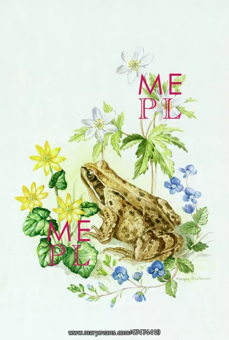 : Common Frog with wild flowers : Common Frog with wild flowers