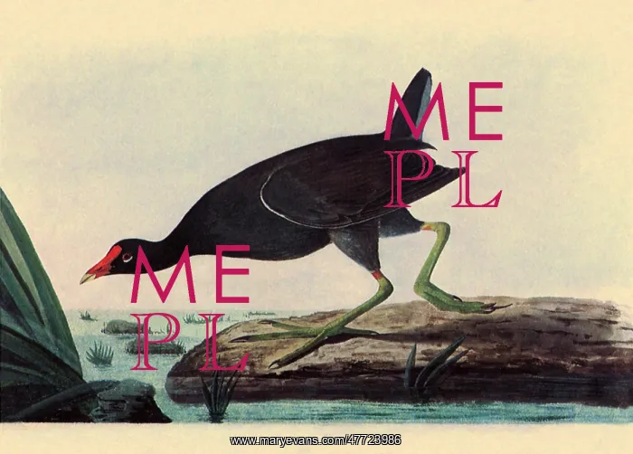 : Common Gallinule, Gallinula chloropus : Common Gallinule, Gallinula chloropus