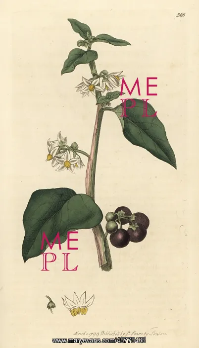 : Common or garden nightshade, Solanum nigrum : Common or garden nightshade, Solanum nigrum