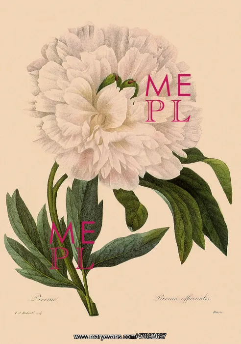 : Common Garden Peony : Common Garden Peony