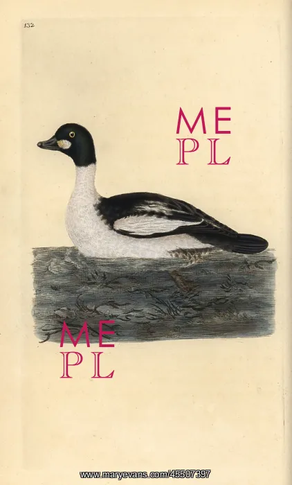 : Common goldeneye, Bucephala clangula : Common goldeneye, Bucephala clangula