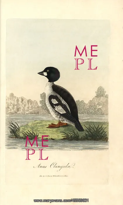 : Common goldeneye, Bucephala clangula : Common goldeneye, Bucephala clangula