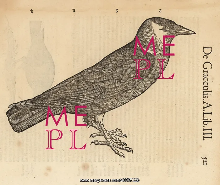 : Common grackle, Quiscalus quiscula : Common grackle, Quiscalus quiscula