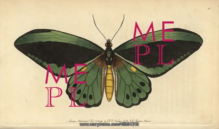 : Common green birdwing butterfly, Ornithoptera priamus : Common green birdwing butterfly, Ornithoptera priamus