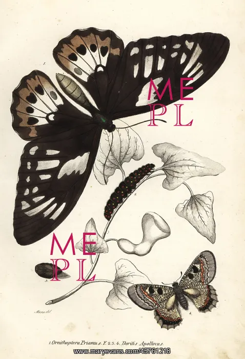 : Common green birdwing and false apollo butterflies : Common green birdwing and false apollo butterflies