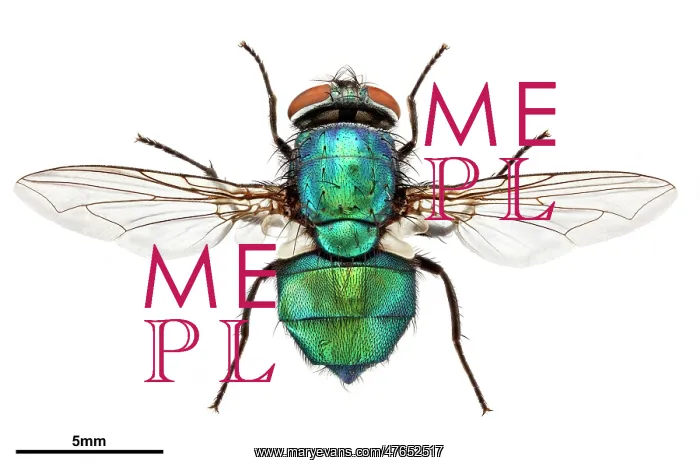 : Common green bottle fly, Lucilia sericata : Common green bottle fly, Lucilia sericata