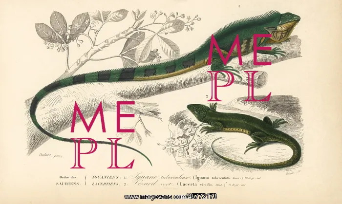 : Common green iguana and green lizard : Common green iguana and green lizard