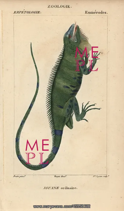 : Common green iguana, Iguana iguana : Common green iguana, Iguana iguana