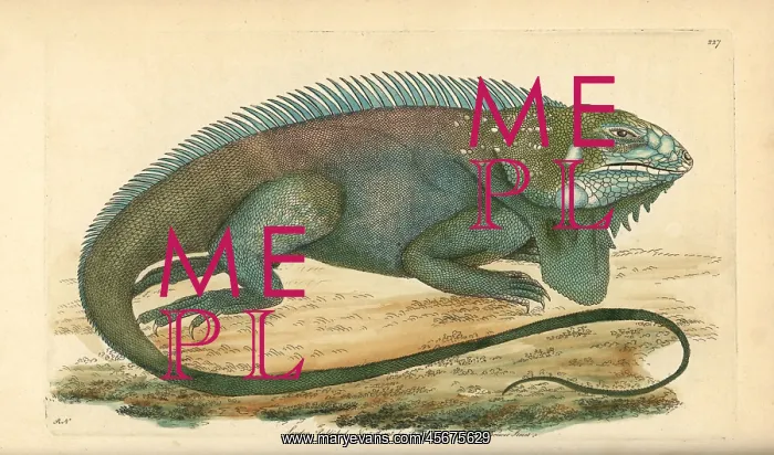 : Common or green iguana, Iguana iguana : Common or green iguana, Iguana iguana