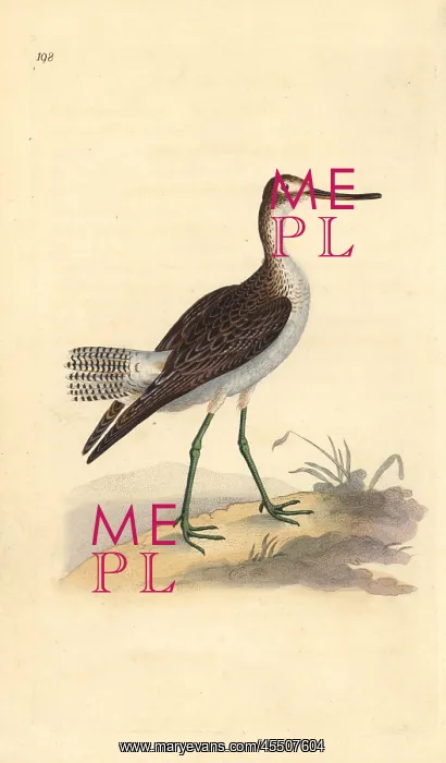 : Common greenshank, Tringa nebularia : Common greenshank, Tringa nebularia